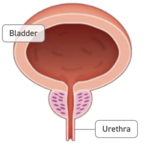 A diagram of the bladder, urethra, and a normal prostate.