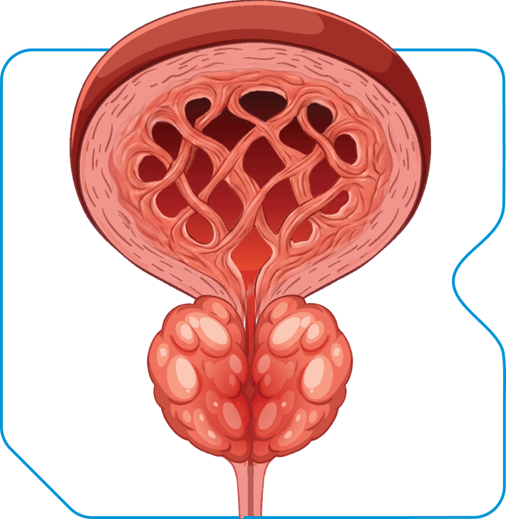 Illustration bladder and prostate