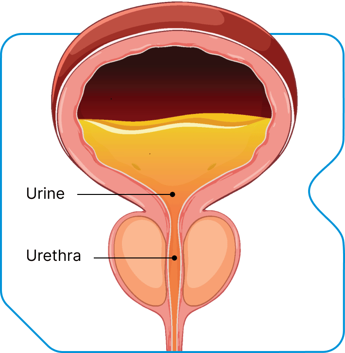 Illustration bladder and prostate